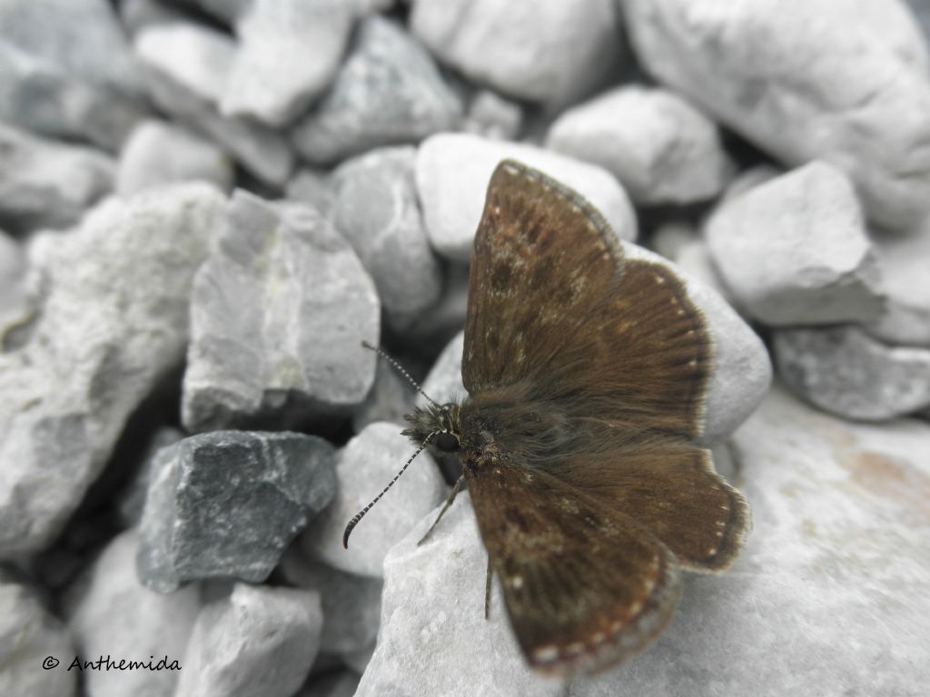 Da identificare - Erynnis tages